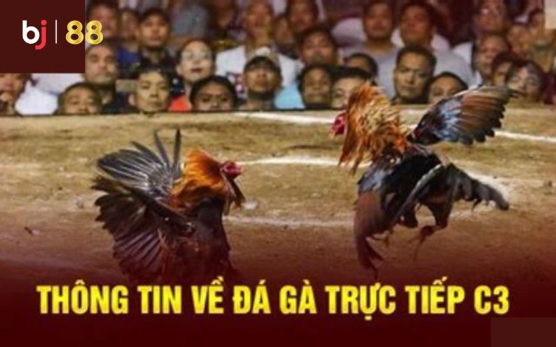 đá gà trực tiếp c3 Anh em hãy đọc kỹ để không mắc sai lầm nhé