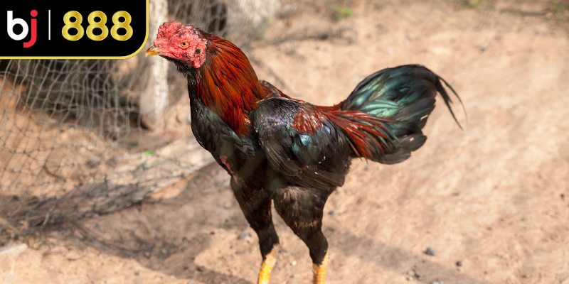Nâng cao sự tỉnh táo và phản xạ linh hoạt