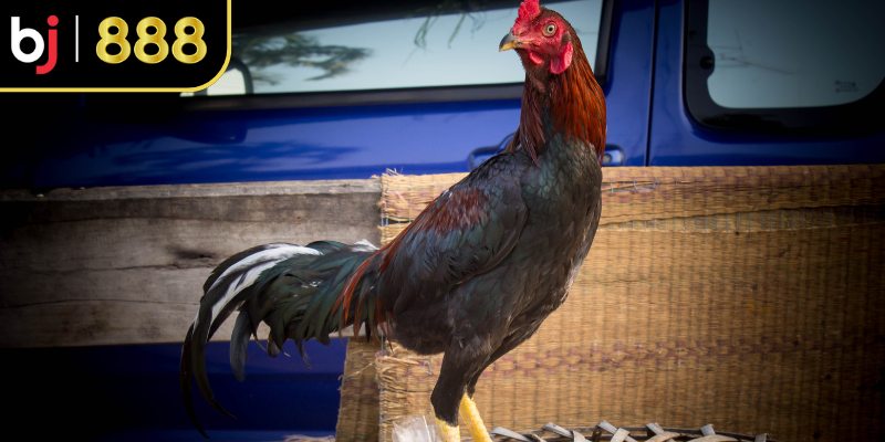 Tạo động lực thúc đẩy tinh thần tự nhiên