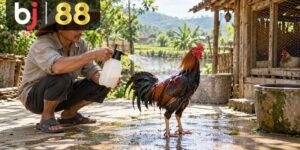 Cách tắm cho gà đá an toàn
