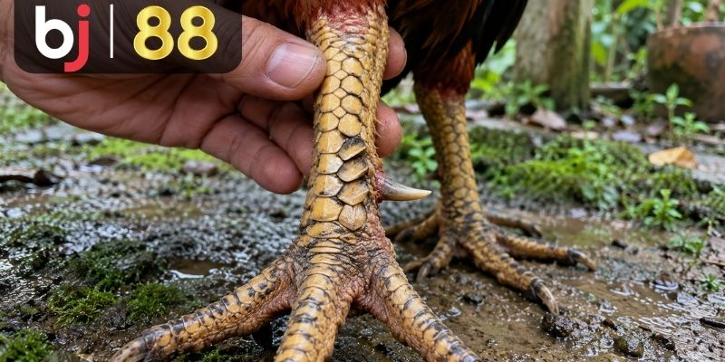 Cách xem vảy gà ngũ quỷ