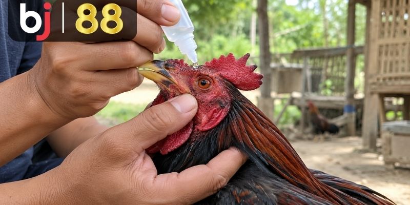 Có cần vệ sinh mắt gà mỗi ngày không?