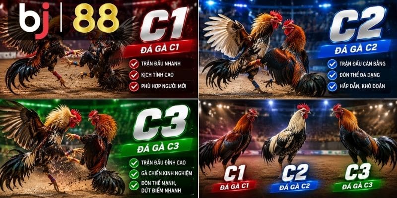 Đá gà C2 được phân chia như thế nào?