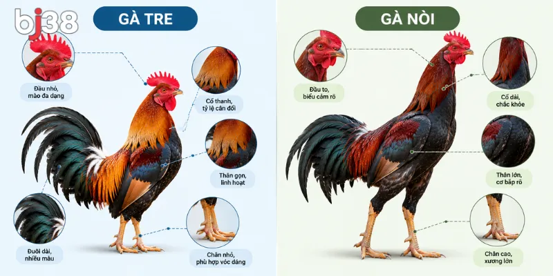 Đặc điểm chân và thân hình gà tre và gà nòi