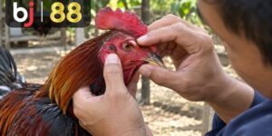 Kiểm tra và cách chăm sóc mắt gà