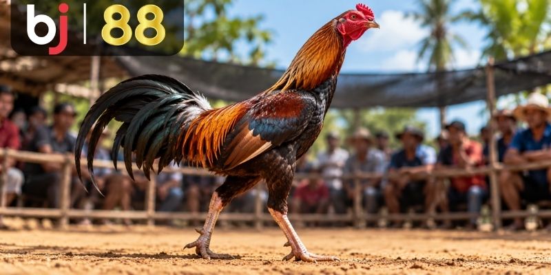 Ngoại hình gà chọi dể nhận dạng không?